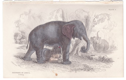 Plate 4 
Elephant of Africa
& Young 